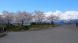 最上川桜堤開花情報(最終です):2017/04/24 10:50