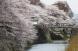 最上義光歴史館周辺の桜：2023/04/12 17:09
