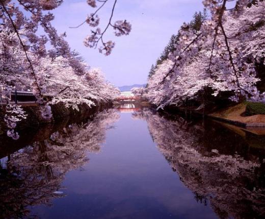 Cherry Blossoms at Matsugasaki Park/