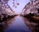 Cherry Blossoms at Matsugas..:2017/04/20 09:32