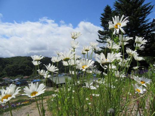 Onogawa Komachi Flower Park is Now Open! /