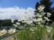 Onogawa Komachi Flower Park..:2017/06/09 15:24