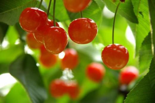 Yonezawa Cherry Picking Information /