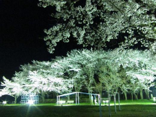 Kitamura Park Cherry Blossom Light Up /