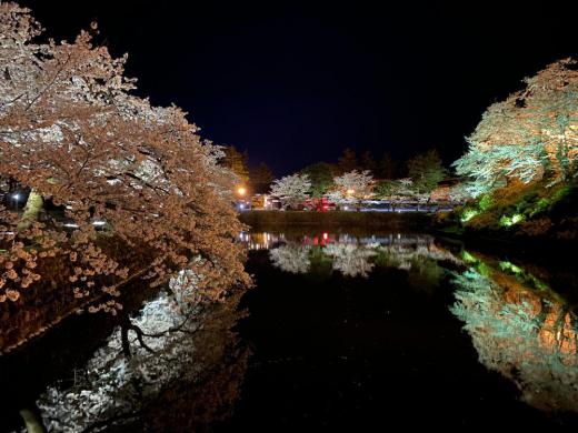 The Cherry Blossom Light Up at Matsugasaki Park Begins! (한국어・简体中文)/