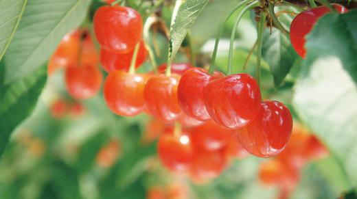 Cherry Picking in Yonezawa!/