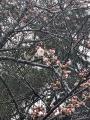The Sakura are Blooming at Uesugi Shrine!