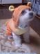 しるティガー☆:2008/10/28 22:16