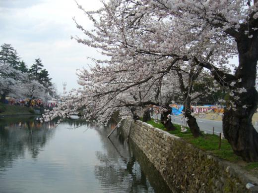 本日の桜風景 その1/