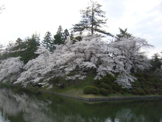 本日の桜風景その2/