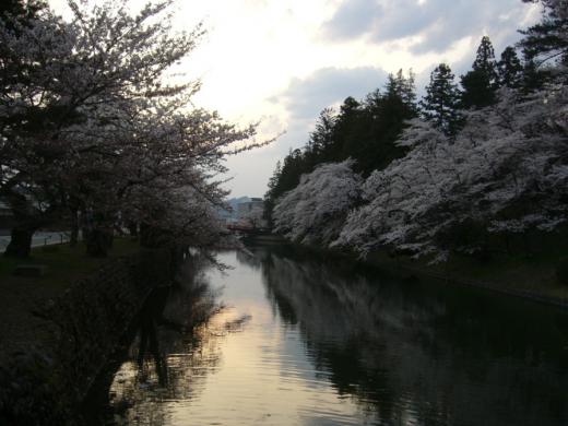 本日の桜風景その3/