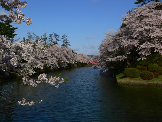 本日の桜 kidさん撮影その1/
