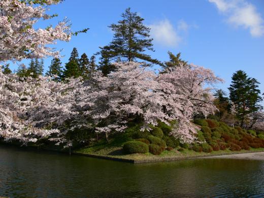 本日の桜 kidさん撮影その2/
