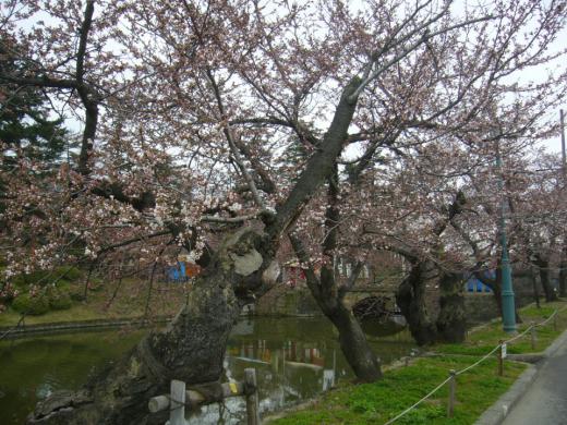 お堀沿いの桜/