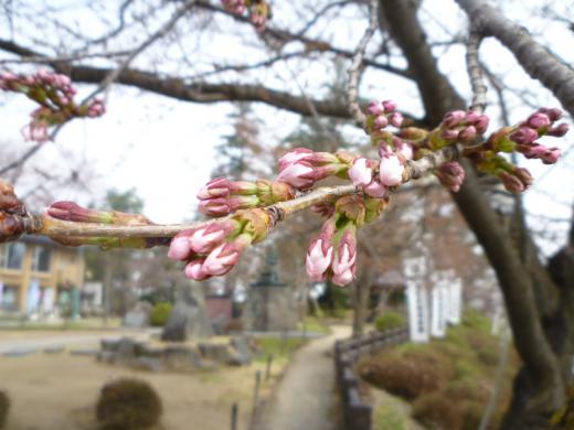 上杉神社内桜つぼみの様子/