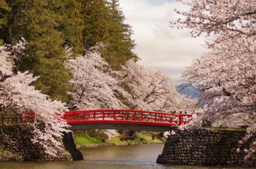 2015-4-21 松が岬公園の桜/