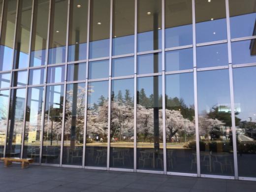 2015-4-23 伝国の杜に映る桜/