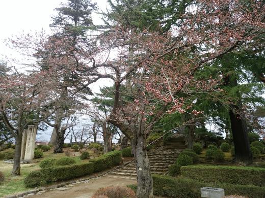 松が岬公園桜基準木/