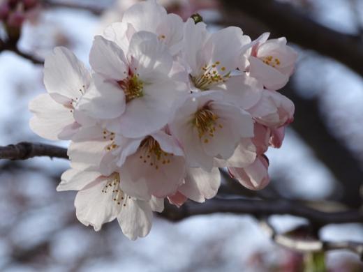 2016-4-9 伝国の杜駐車場の桜/