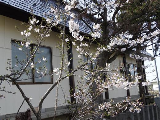 2016-4-9 大門交番の桜は開花/