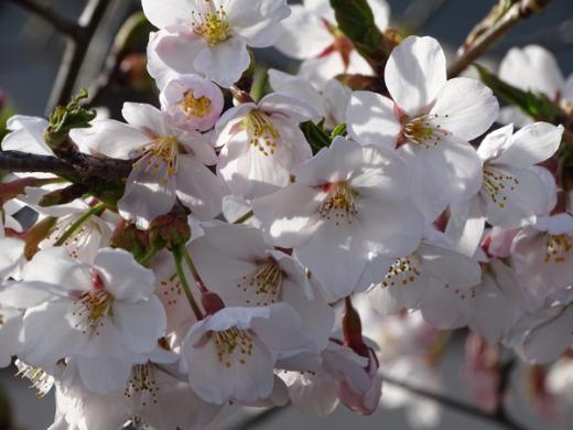 2016-4-9 大門交番の桜/