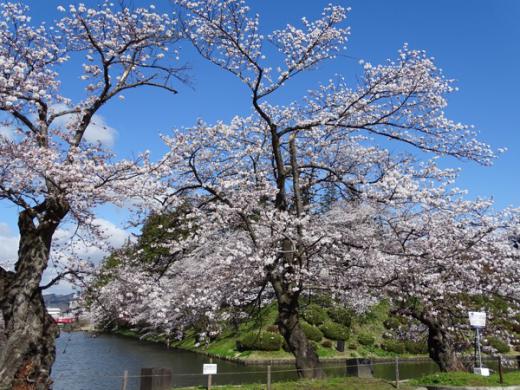 2017-4-23 松が岬公園の桜/