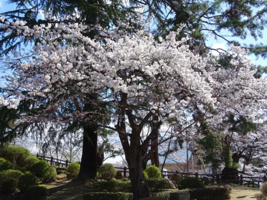 2017-4-23 松が岬公園の桜/
