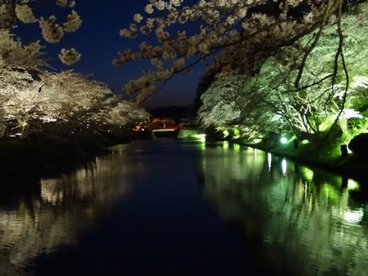 2017-4-24 夜桜見物/