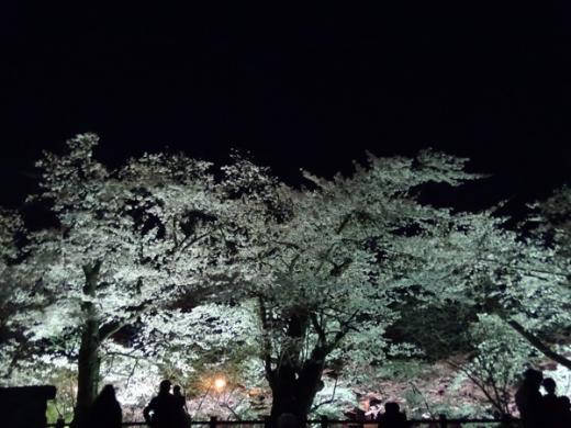 2017-4-24 夜桜見物/