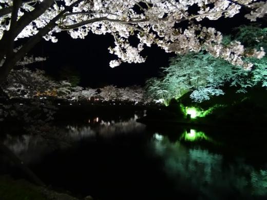 2017-4-24 夜桜/
