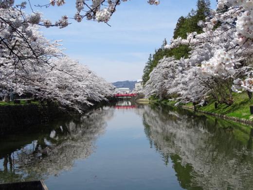 2017-4-25 松が岬公園の桜/
