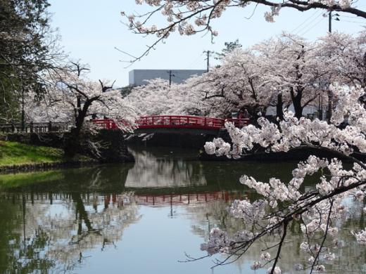 2017-4-25 松が岬公園の桜/