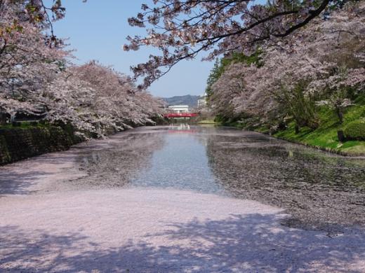 2017-4-30 松が岬公園の桜/