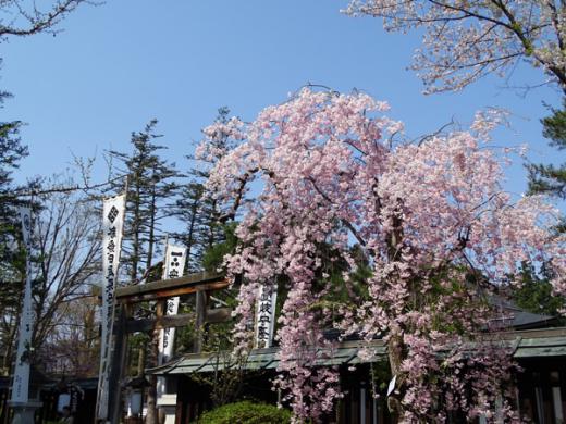 2017-4-30 上杉神社のしだれ桜/