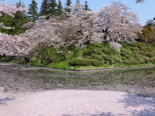 2017-4-30 松が岬公園の桜/