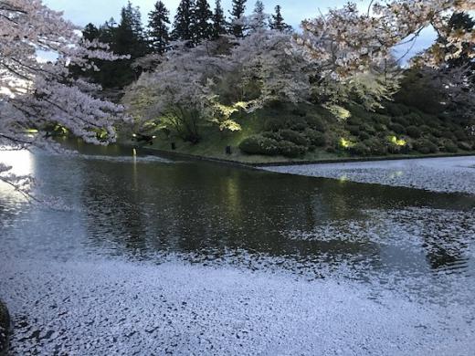 2019-4-25 上杉神社の花筏/
