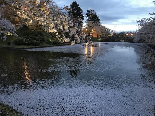 2019-4-25 上杉神社の夜桜/
