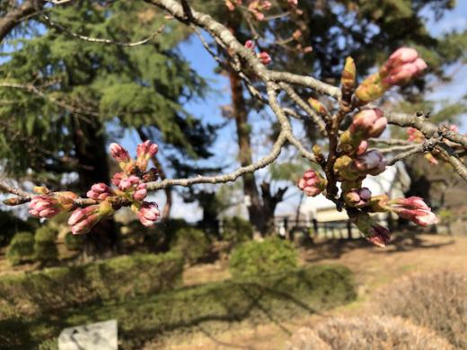 2020-4-7 上杉神社の桜/