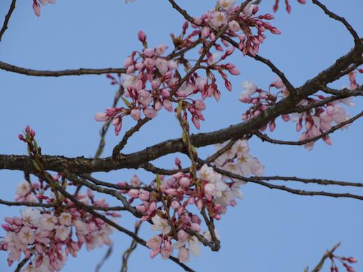 2020-4-7 上杉神社の桜/