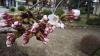  松が岬公園（上杉神社）桜情報　4月9日　開花しました。