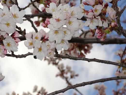 2020-4-14 松が岬公園の桜/