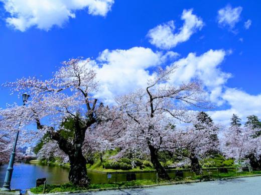 2020-4-16 松が岬公園の桜/