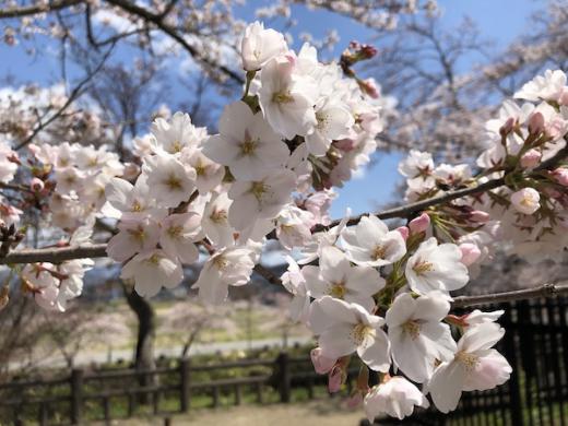 2020-4-16 上杉神社の桜/