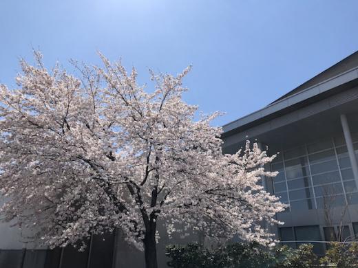 2020-4-16 「伝国の杜」の桜/