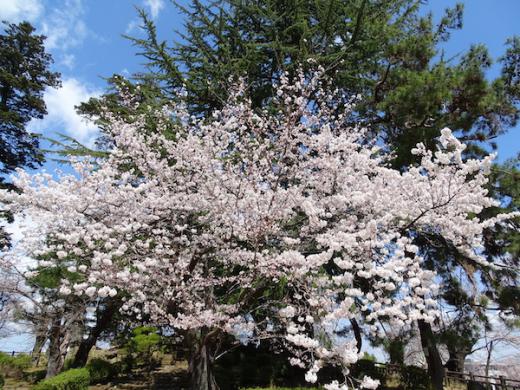 2020-4-16 上杉神社の桜/
