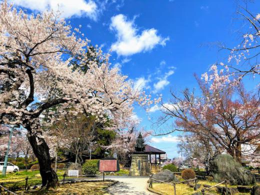 2020-4-16 上杉神社の桜/