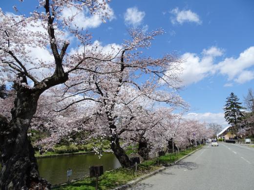 2020-4-16 松が岬公園の桜/