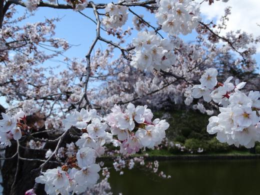 2020-4-16 松が岬公園の桜/