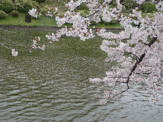 2020-4-23 松が岬公園の桜/