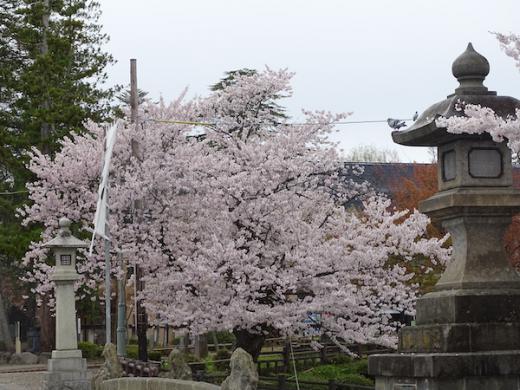 2020-4-23 上杉神社の桜/